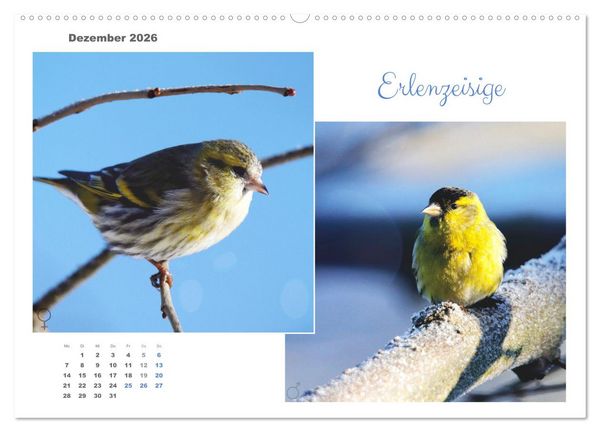 Produktbild: Vogel-P&auml;rchen (hochwertiger Premium Wandkalender 2026 DIN A2 quer), Kunstdruck in Hochglanz