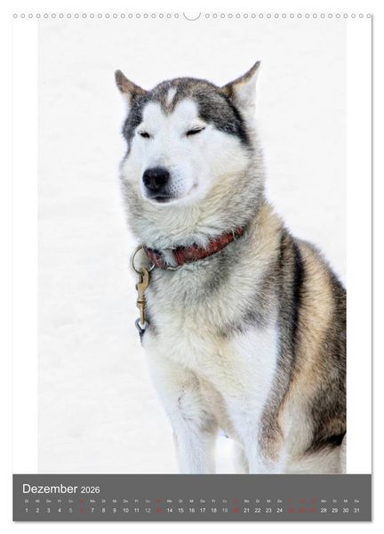 Produktbild: Huskies - Portraits im Schnee (hochwertiger Premium Wandkalender 2026 DIN A2 hoch), Kunstdruck in Hochglanz