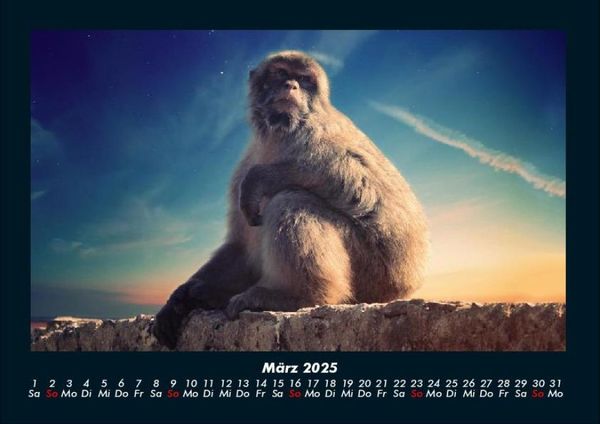 Produktbild: Welt der Tiere 2025 Fotokalender DIN A4