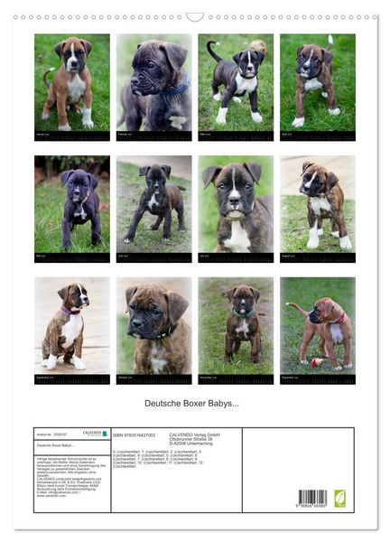 Produktbild: Deutsche Boxer Babys... (Wandkalender 2026 DIN A2 hoch), CALVENDO Monatskalender