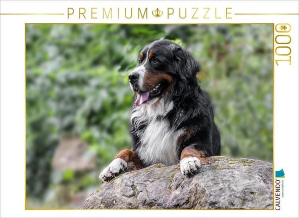 CALVENDO Puzzle Berner Sennenhund Aiko | 1000 Teile Lege-Größe 64x48cm Foto-Puzzle für glückliche Stunden
