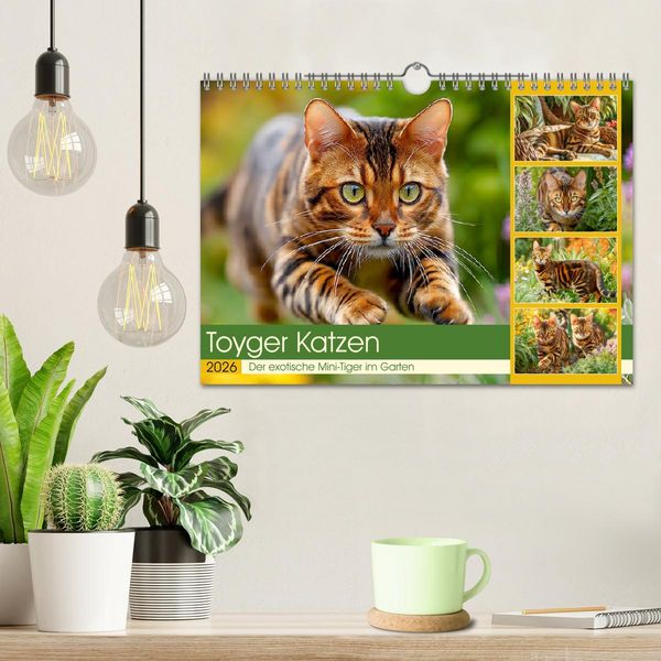 Produktbild: Toyger Katzen. Der exotische Mini-Tiger im Garten (Wandkalender 2026 DIN A4 quer), CALVENDO Monatskalender