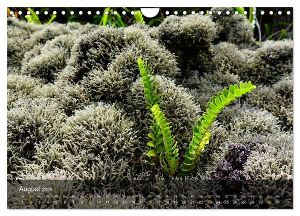 Produktbild: La Reunion - Traumhafte K&uuml;sten und Hochgebirge (Wandkalender 2026 DIN A4 quer), CALVENDO Monatskalender