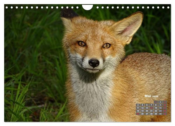Produktbild: Familie Fuchs hautnah in Berlin (Wandkalender 2026 DIN A4 quer), CALVENDO Monatskalender