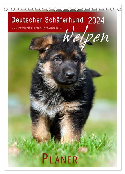 Deutscher Schäferhund - Welpen, Planer (Tischkalender 2024 DIN A5 hoch), CALVENDO Monatskalender