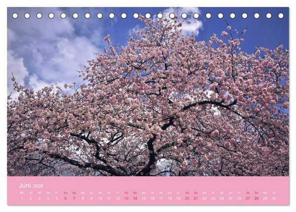 Produktbild: Zarte Kirschbl&uuml;ten - Berauschende Gedankend&uuml;fte (Tischkalender 2026 DIN A5 quer), CALVENDO Monatskalender