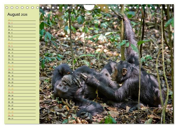 Produktbild: Ugandas wilde Menschenaffen (Wandkalender 2026 DIN A4 quer), CALVENDO Monatskalender