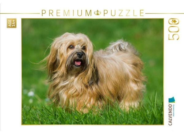 CALVENDO Puzzle Havaneser - ein Herz auf 4 Pfoten | 500 Teile Lege-Größe 48 × 36 cm Foto-Puzzle für Erwachsene
