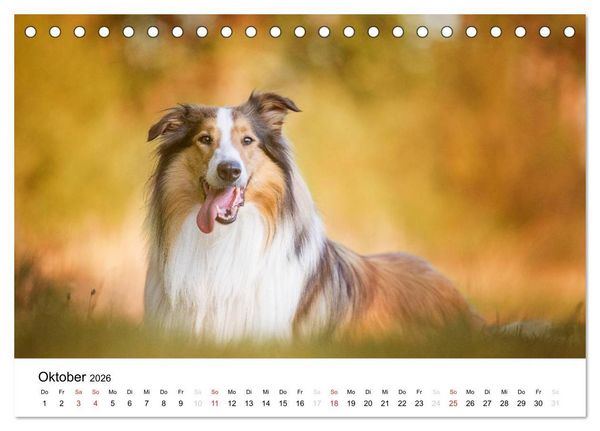 Produktbild: Collies 2026 in Kurz- und Langhaar (Tischkalender 2026 DIN A5 quer), CALVENDO Monatskalender