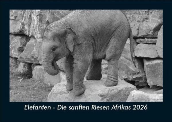 Produktbild: Elefanten - Die sanften Riesen Afrikas 2026 Fotokalender DIN A5