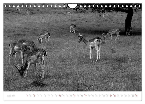 Produktbild: Mystischer Schwarzwald (Wandkalender 2026 DIN A4 quer), CALVENDO Monatskalender
