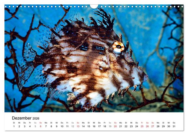 Produktbild: Fischzauber - Wundervolle Aquarienfische (Wandkalender 2026 DIN A3 quer), CALVENDO Monatskalender