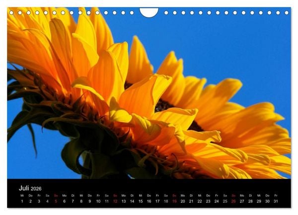 Produktbild: Sonnenblumen (Wandkalender 2026 DIN A4 quer), CALVENDO Monatskalender