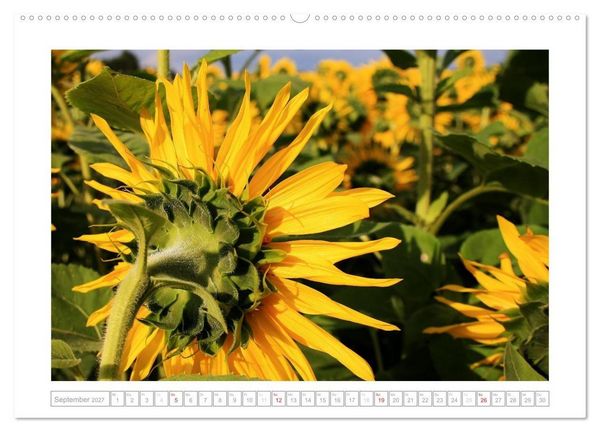 Produktbild: Sonnentage 2027 (hochwertiger Premium Wandkalender 2027 DIN A2 quer), Kunstdruck in Hochglanz