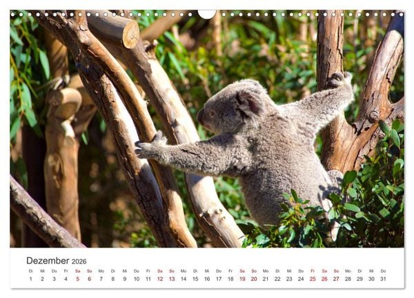 Produktbild: Knuffige Koalab&auml;ren (Wandkalender 2026 DIN A3 quer), CALVENDO Monatskalender
