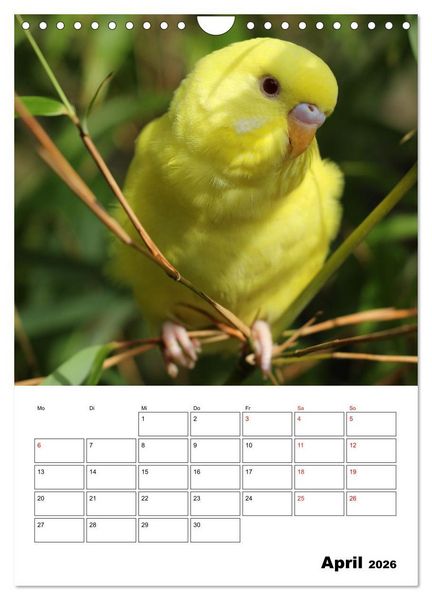 Produktbild: Wellensittichkalender Jubil&auml;umsedition - 10 Jahre Wellensittichkalender! (Wandkalender 2026 DIN A4 hoch), CALVENDO Monatskalender