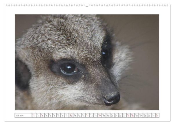 Produktbild: Tiere im Zoo (Wandkalender 2026 DIN A2 quer), CALVENDO Monatskalender