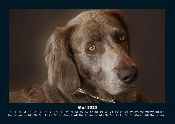 Produktbild: Der Hundekalender 2025 Fotokalender DIN A4