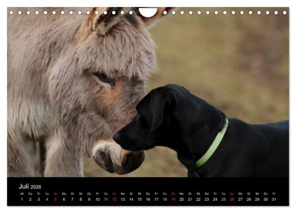 Produktbild: Der schwarze Hund und seine Freunde (Wandkalender 2026 DIN A4 quer), CALVENDO Monatskalender