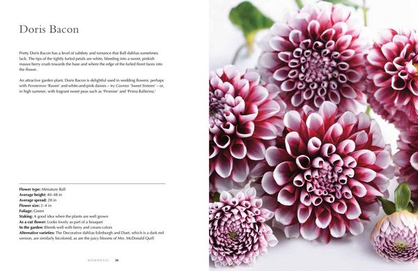 Produktbild: Lane, G: Dahlias