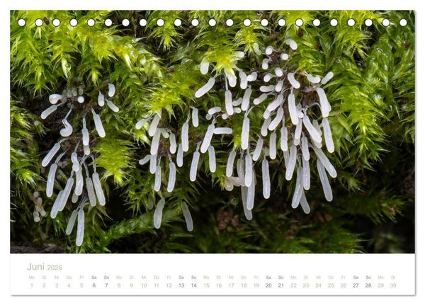 Produktbild: FASZINATION PILZE 2026 (Tischkalender 2026 DIN A5 quer), CALVENDO Monatskalender