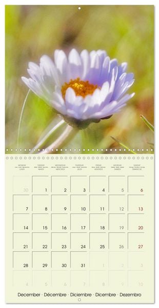Produktbild: Flowers from dreamland (Wall Calendar 2026 12 &times; 12 Inch) CALVENDO 12 Month Wall Calendar