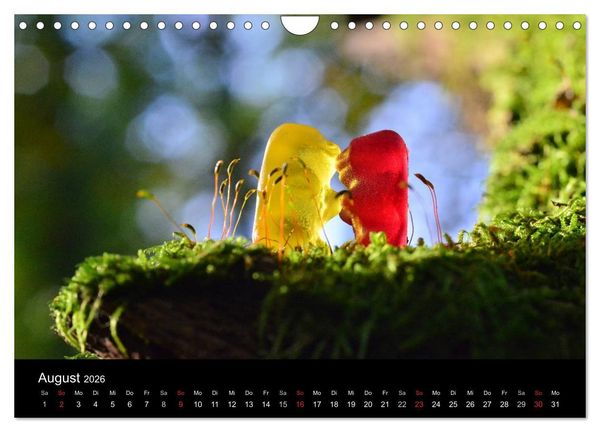 Produktbild: Die Welt der Fruchtgummis (Wandkalender 2026 DIN A4 quer), CALVENDO Monatskalender