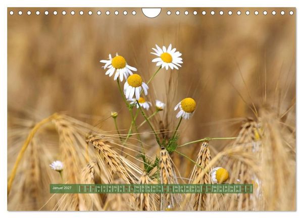Produktbild: Feldansichten (Wandkalender 2027 DIN A4 quer), CALVENDO Monatskalender