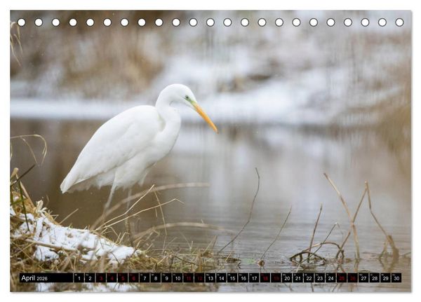Produktbild: Eleganz in Wei&szlig; - Der Silberreiher (Tischkalender 2026 DIN A5 quer), CALVENDO Monatskalender