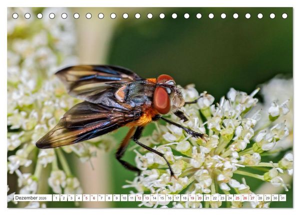 Produktbild: Ungeliebte Sch&ouml;nheiten - die faszinierende Welt unserer heimischen Fliegen (Tischkalender 2026 DIN A5 quer), CALVENDO Monatskalender