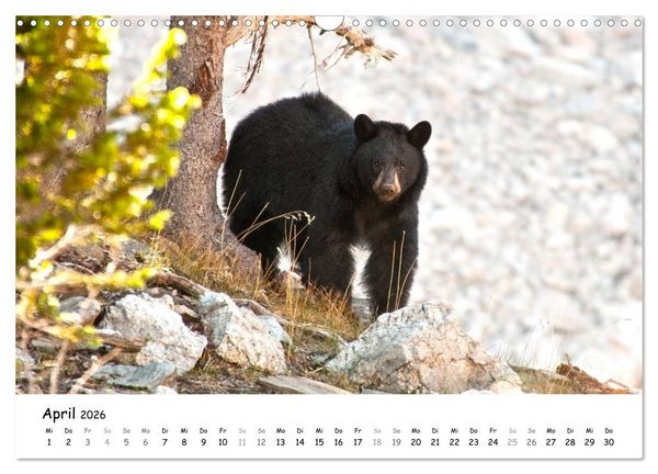 Produktbild: Amerika - Natursch&ouml;nheiten des Westens (Wandkalender 2026 DIN A3 quer), CALVENDO Monatskalender
