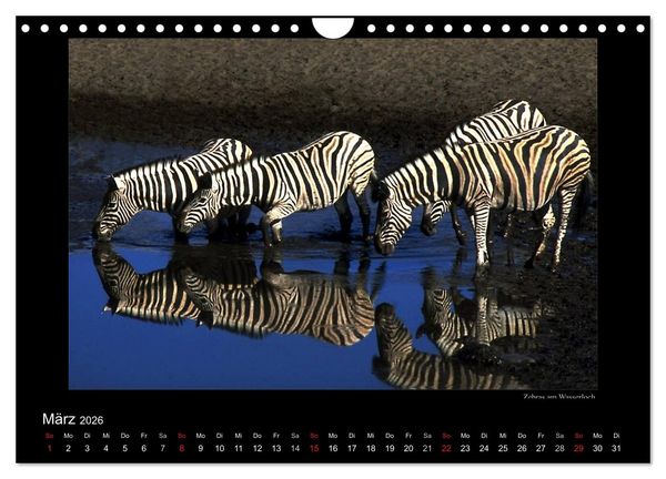 Produktbild: Wildtiere im Etosha Nationalpark (Wandkalender 2026 DIN A4 quer), CALVENDO Monatskalender