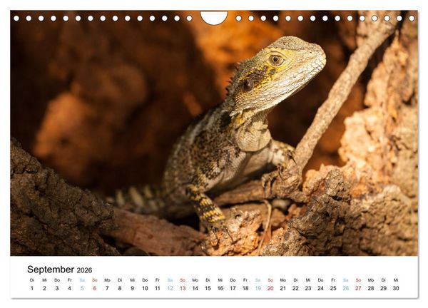 Produktbild: Australiens wunderbare Tiere (Wandkalender 2026 DIN A4 quer), CALVENDO Monatskalender