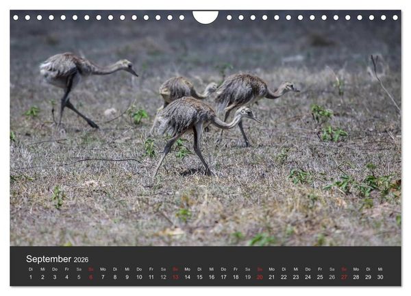 Produktbild: Wildlife Pantanal 2026 (Wandkalender 2026 DIN A4 quer), CALVENDO Monatskalender