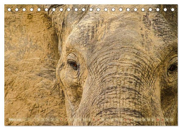 Produktbild: Elefanten in Afrika - Die mit den gro&szlig;en Ohren (Tischkalender 2026 DIN A5 quer), CALVENDO Monatskalender
