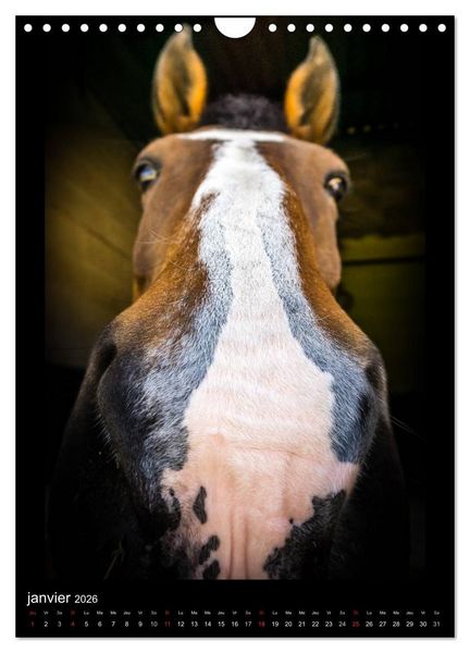Produktbild: Chevaux en Portraits (Calendrier mural 2026 DIN A4 horizontal), CALVENDO calendrier mensuel