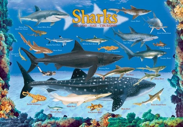 Produktbild: Sharks 100 Pieces Eurographics Kids 5+