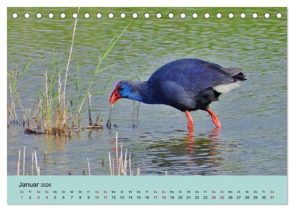 Produktbild: Flamingo und Co - Faszinierende Vogelwelt S&uuml;dfrankreichs (Tischkalender 2026 DIN A5 quer), CALVENDO Monatskalender