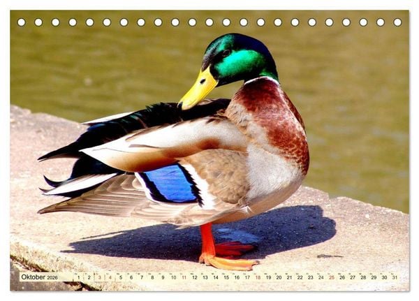 Produktbild: Enten. Beliebt, h&uuml;bsch und imposant (Tischkalender 2026 DIN A5 quer), CALVENDO Monatskalender