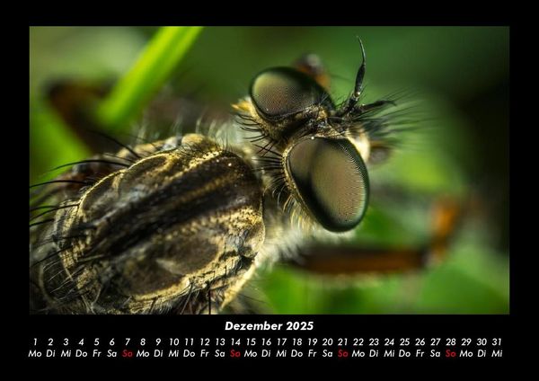 Produktbild: Welt der Tiere 2025 Fotokalender DIN A3