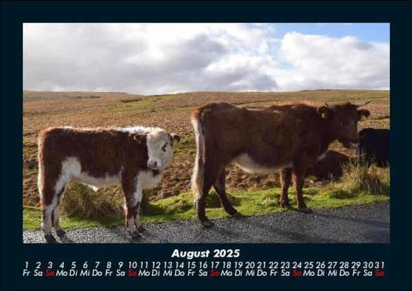 Produktbild: Kuhkalender 2025 Fotokalender DIN A5
