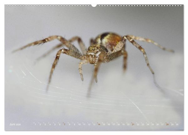 Produktbild: ui - Spinne. Kleine Spinnen - gro&szlig; im Bild (hochwertiger Premium Wandkalender 2026 DIN A2 quer), Kunstdruck in Hochglanz