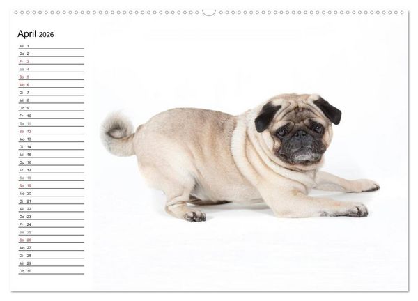 Produktbild: Mops - unwiderstehlich und charmant (hochwertiger Premium Wandkalender 2026 DIN A2 quer), Kunstdruck in Hochglanz