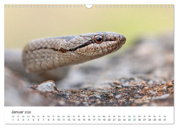 Produktbild: Schlangen - Portraits europ&auml;ischer Arten (Wandkalender 2026 DIN A3 quer), CALVENDO Monatskalender