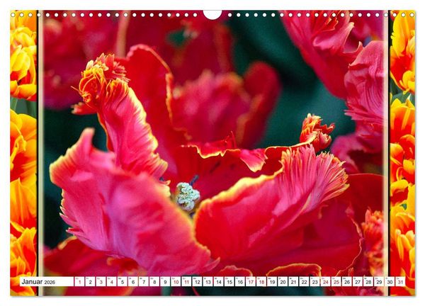 Produktbild: Tulpen - kunterbunte Collagen (Wandkalender 2026 DIN A3 quer), CALVENDO Monatskalender