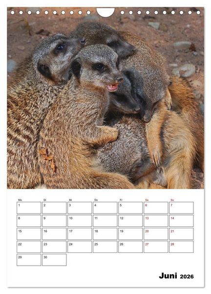 Produktbild: Niedliche Erdm&auml;nnchen (Wandkalender 2026 DIN A4 hoch), CALVENDO Monatskalender