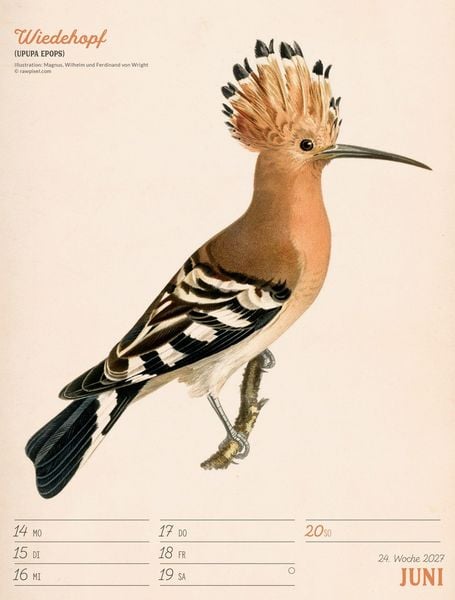 Produktbild: Wunderbare Vogelwelt Wochenplaner Kalender 2027