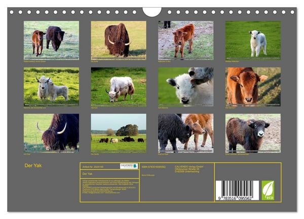 Produktbild: Der Yak (Wandkalender 2026 DIN A4 quer), CALVENDO Monatskalender