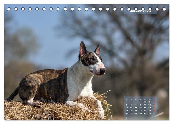 Produktbild: Typisch Bullterrier (Tischkalender 2026 DIN A5 quer), CALVENDO Monatskalender