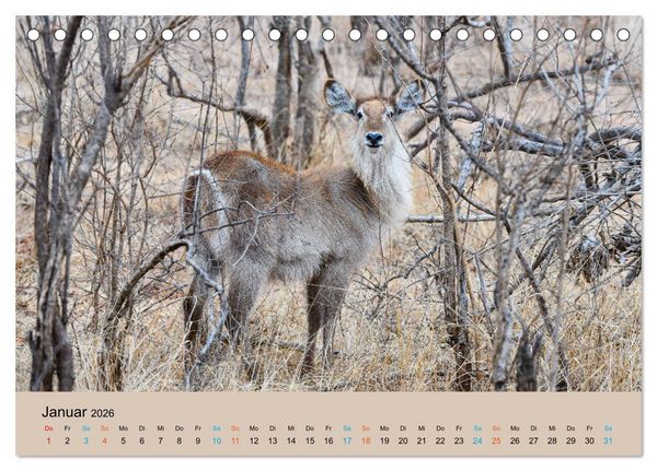 Produktbild: Antilopen, sch&ouml;n und schnell (Tischkalender 2026 DIN A5 quer), CALVENDO Monatskalender